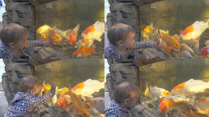 男婴看着在水族馆游泳的鱼