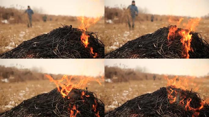 农民燃烧一堆干芦苇