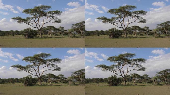 非洲大草原上的相思草的特写镜头