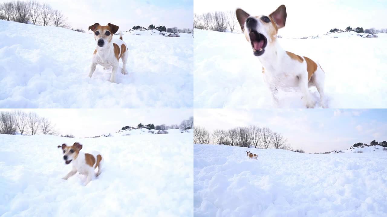 可爱的活跃小狗杰克罗素梗在冬季公园玩耍。凉爽的周末散步。DLSR摄像机慢动作录像