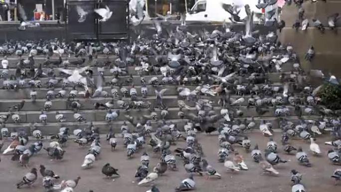 城市街道台阶上的巨大鸽子群以慢动作吃食物