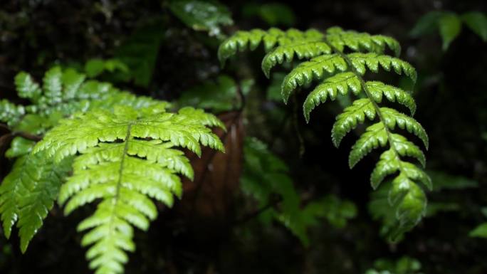 雨林微观植物绿植空镜