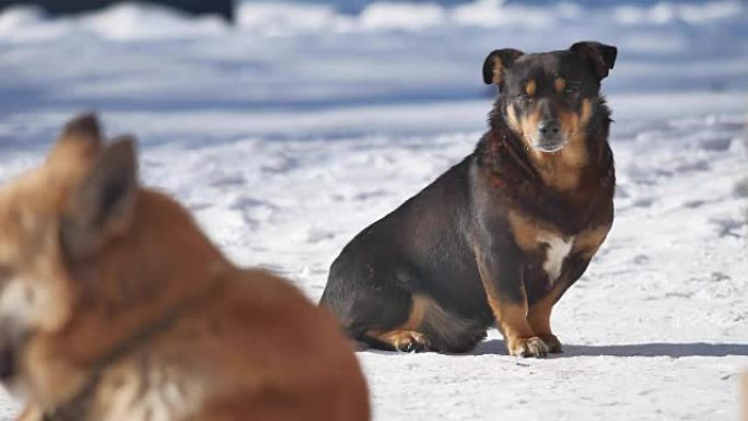 无家可归的狗坐在冬天的雪地上，从强风中斜视眼睛。狗在户外无家可归的宠物问题