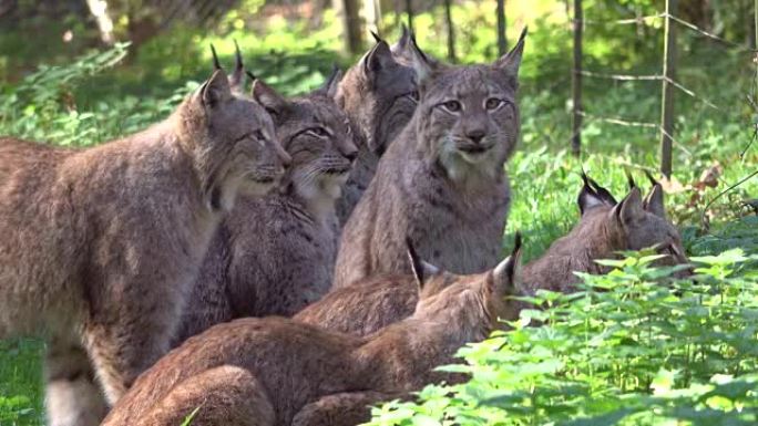 Lynx, lynxes, lynxfamily, waiting, Luchs, 4K