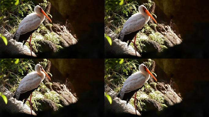 黄嘴鹳，异国情调的非洲鸟-Mycteria ibis