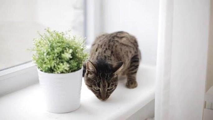 窗台上的猫在家里闻到花盆里的花