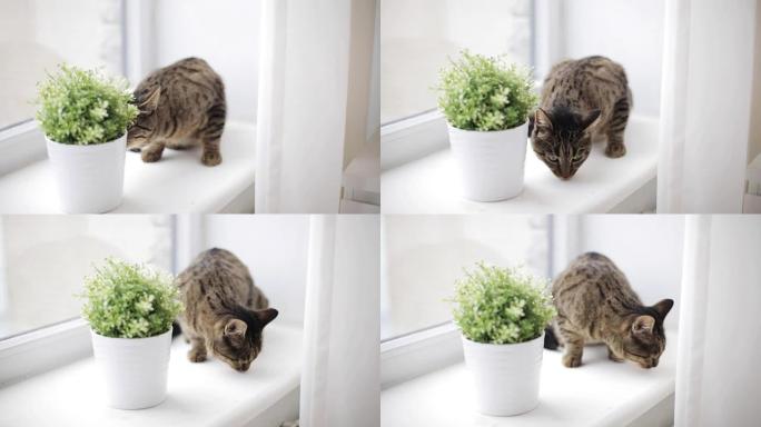 窗台上的猫在家里闻到花盆里的花