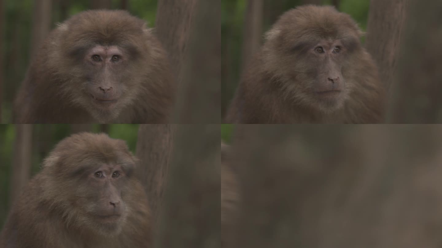 h野生猴子丰富的表情变化