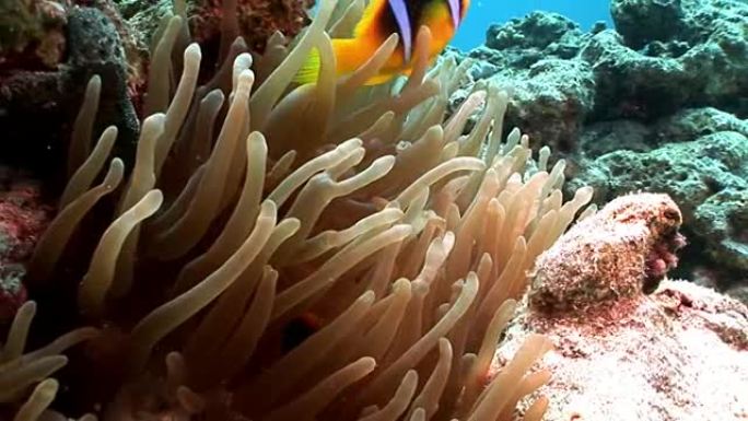 小丑鱼亮橙色在泡沫海葵Actinidae水下红海。