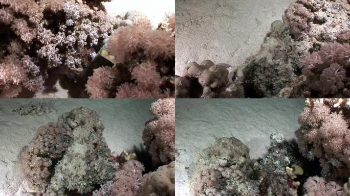 白色章鱼Aeginae伪装在红海水下沙底。