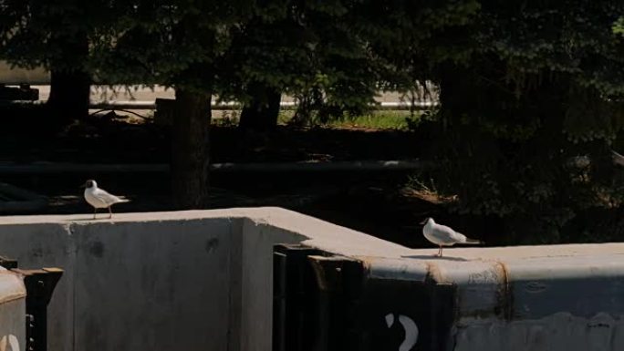 一群海鸥在混凝土码头上行走