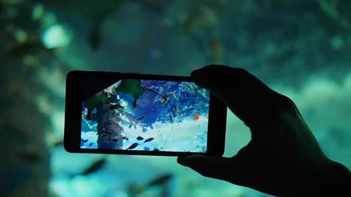 在录制视频时，手机屏幕上有许多不同的鱼的水族馆