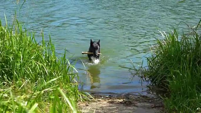 黑狗把一根棍子插在牙齿里，在水里游泳