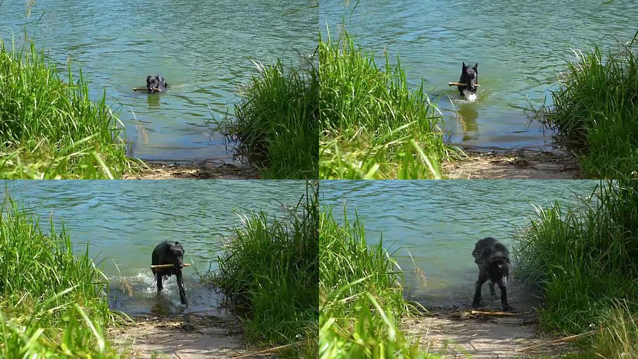 黑狗把一根棍子插在牙齿里，在水里游泳