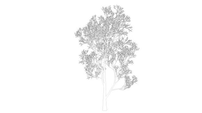 作为线框隔离的循环树动画的3d渲染