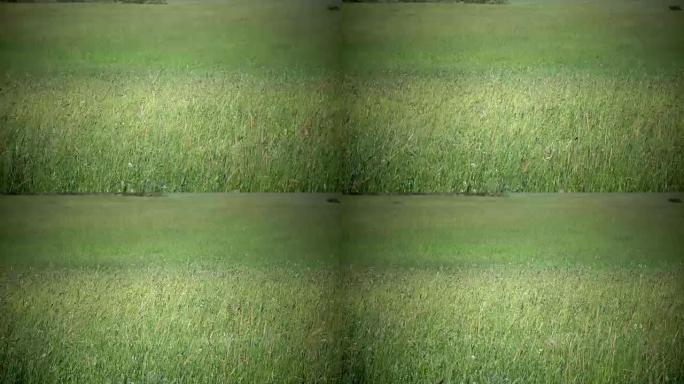 高高的草在微风中吹拂。强风使田野中的蒂莫西草 (Phleum pratense) 倾斜到夏季晴天。