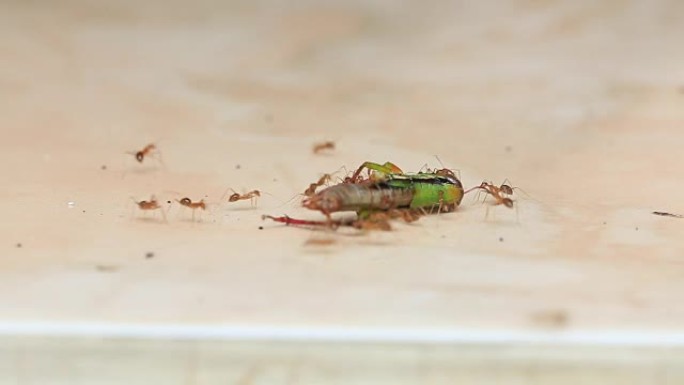 一群蚂蚁背着一只死蚱蜢吃东西。印度尼西亚巴厘岛