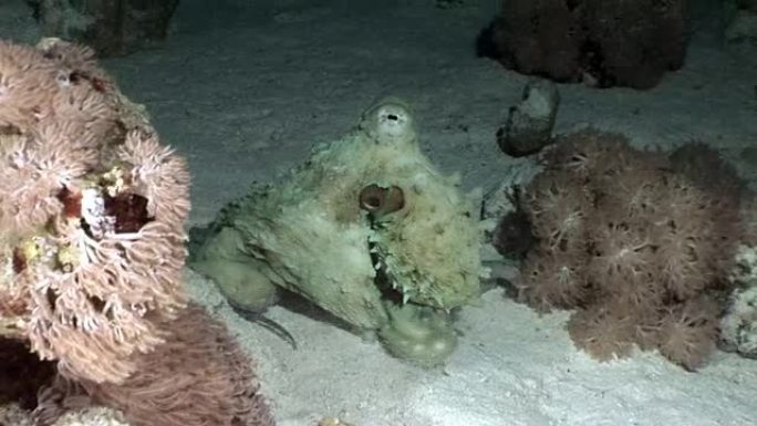白色章鱼和伪装在红海水下沙底。