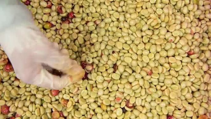 咖啡豆，在发酵和洗涤方法