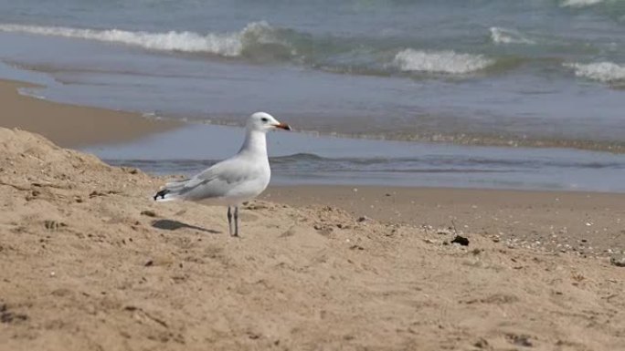 美丽的白色海鸥在沙滩上的湛蓝大海的岸边行走