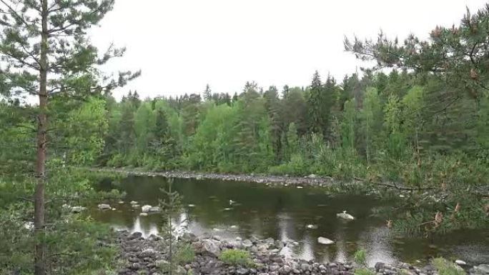 河流在欧洲北部松木的石质路线上流动