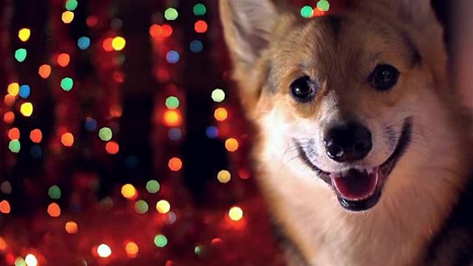 2018年的狗!新年快乐，圣诞快乐!节日快乐!