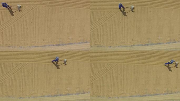 无法识别的碾米厂工人在混凝土路面上耙和撒白米以干燥。无人机天线