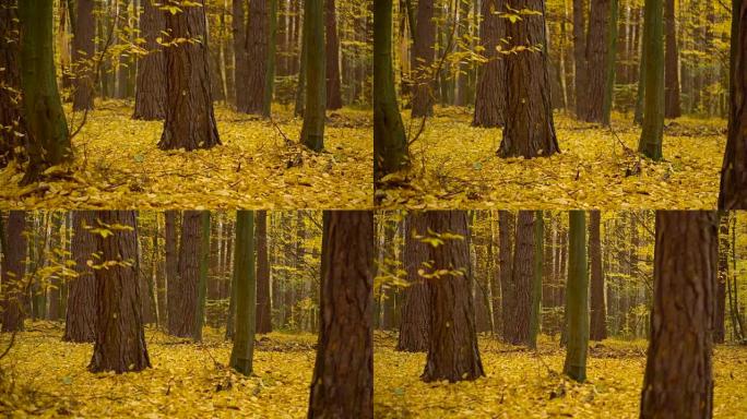 Autumn yellow forest leaves carpet on the ground a