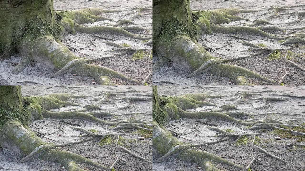 Pan Shot: 一棵老山毛榉树的根和树干的特写镜头