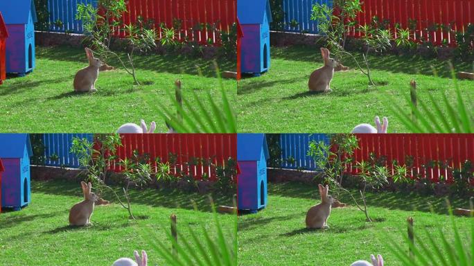 一只黄色的兔子坐在红色栅栏附近的绿色草坪上，吃树叶。