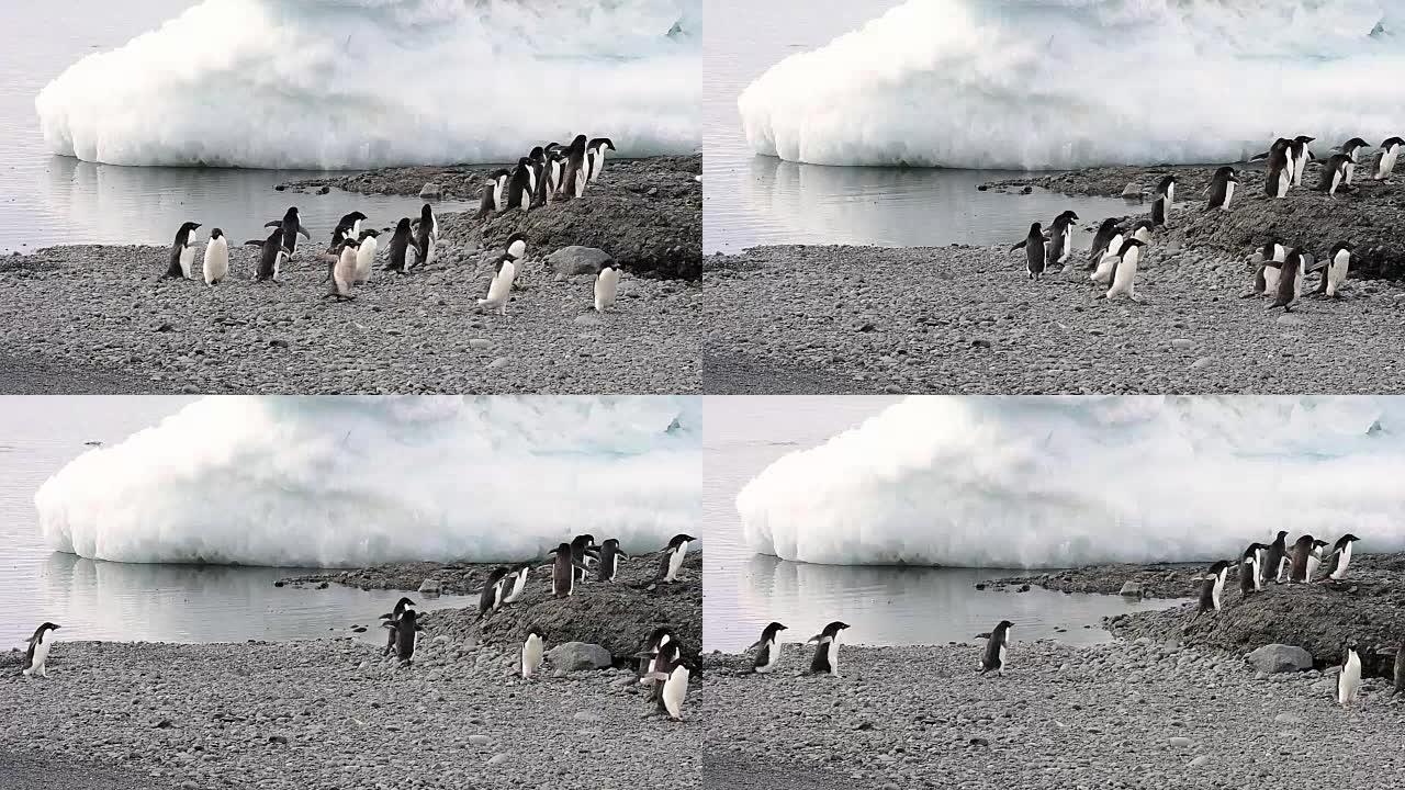 阿德利企鹅在海滩上漫步
