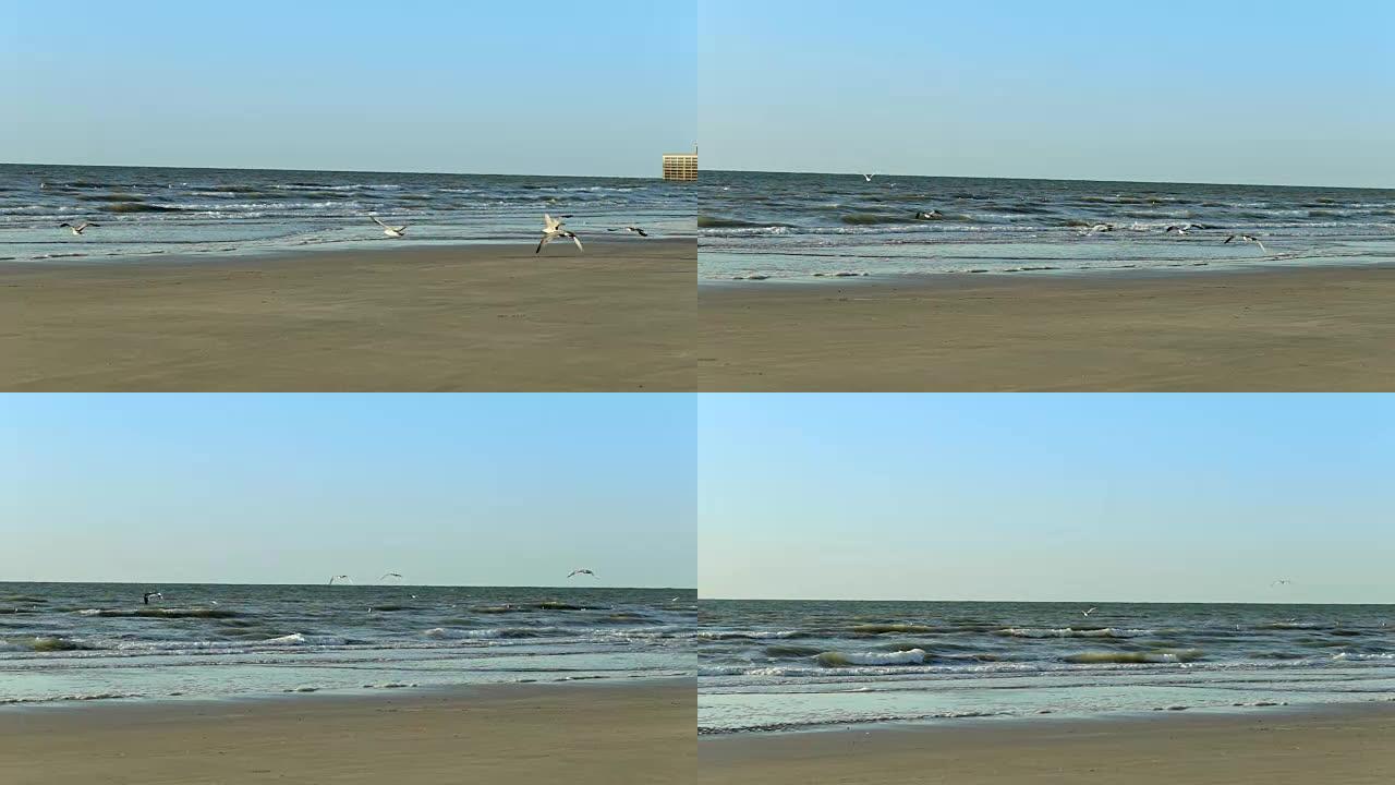 Pan video of a seascape with seagulls flying over 