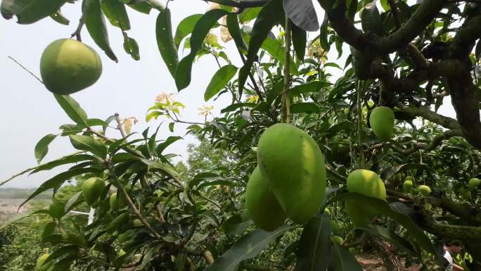 海南芒果种植园新鲜芒果