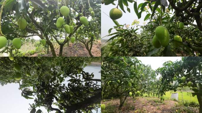 海南芒果种植园新鲜芒果