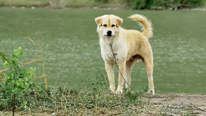 池塘附近皮带上的警犬吠叫陌生人