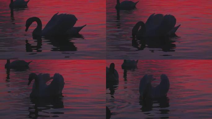 白天鹅在湖上喝水的剪影。粉色日落倒影。