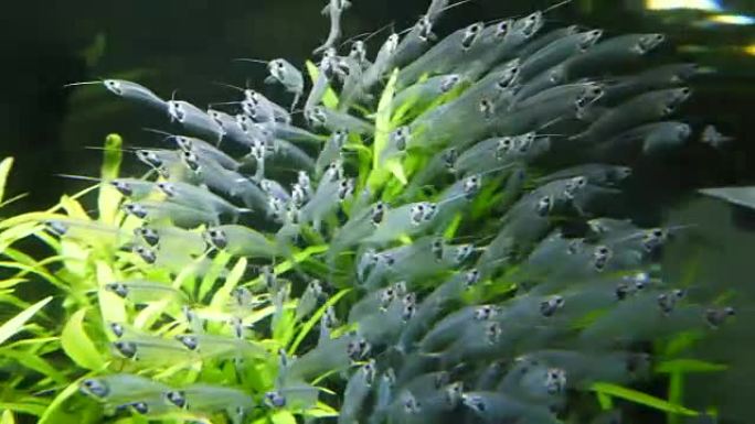 水族馆中的海洋馆鱼类和水生植物。海洋馆是一个海洋哺乳动物公园，展示了海洋动物的海洋栖息地