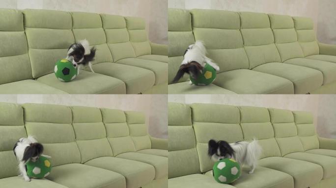 幼犬繁殖Papillon大陆玩具西班牙猎犬狗抓住大球并播放素材视频