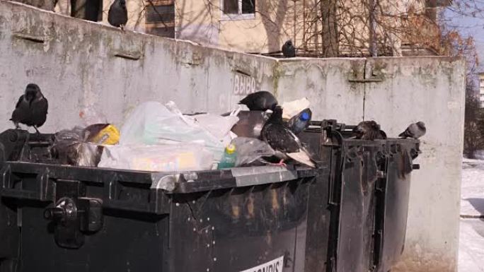 鸟儿挖垃圾袋。城市垃圾场的垃圾桶。全球污染与消费社会的概念。全高清FHD 3840 2160慢动作快