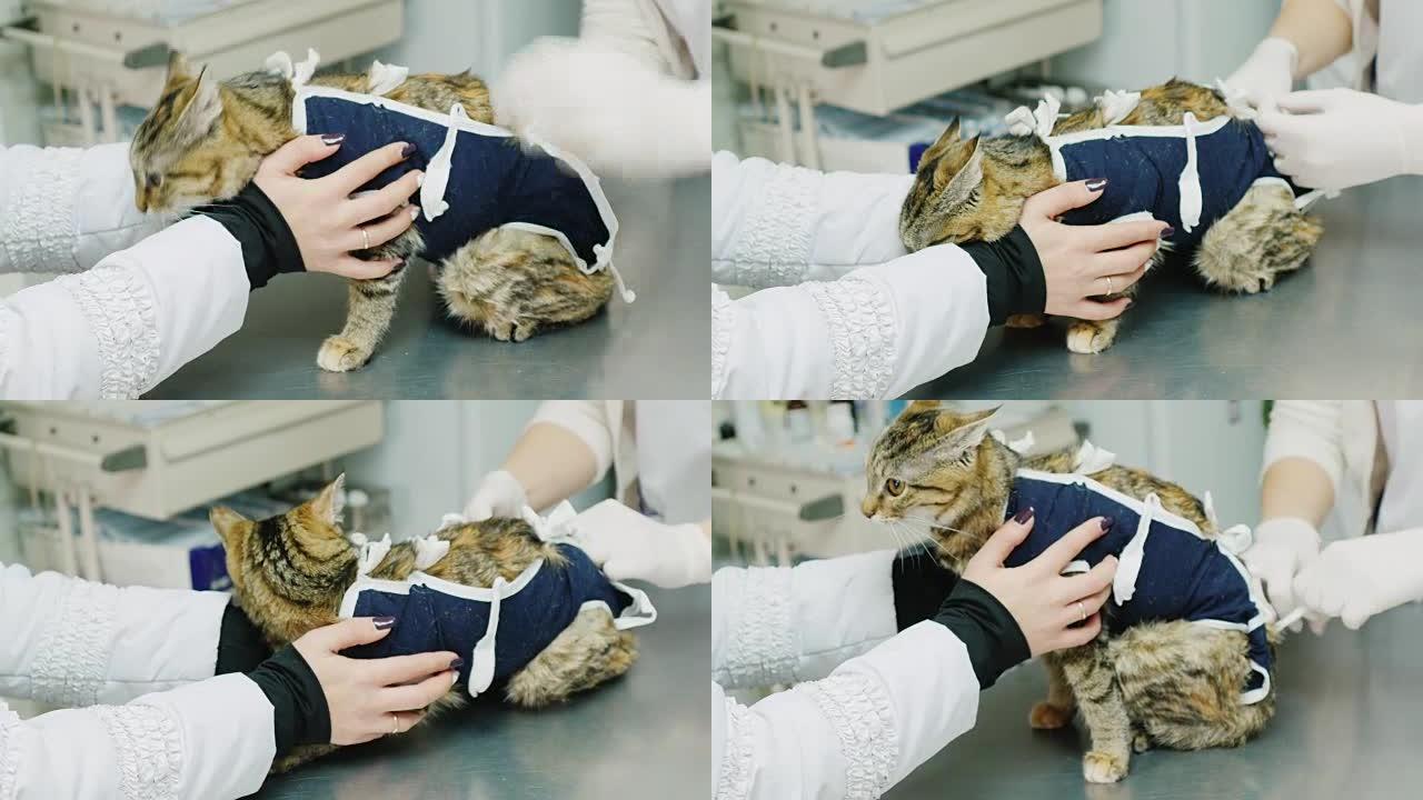 动物诊所。兽医在绝育手术后检查一只家猫