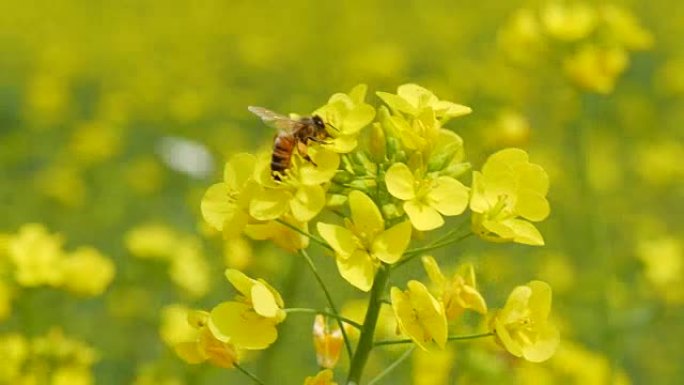 韩国庆北在油菜籽上飞行蜜蜂