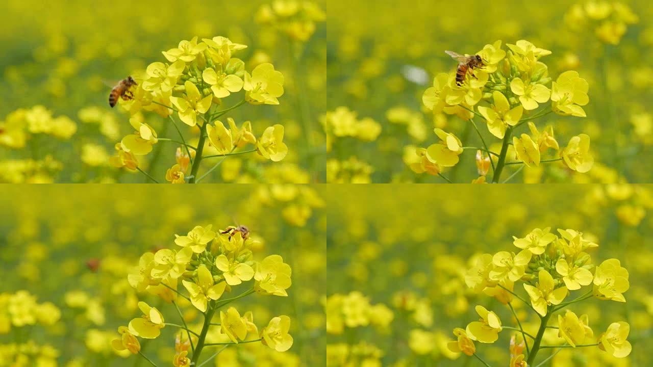 韩国庆北在油菜籽上飞行蜜蜂