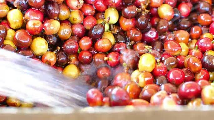 湿法法100% 有机阿拉比卡咖啡豆在清莱，泰国北部。