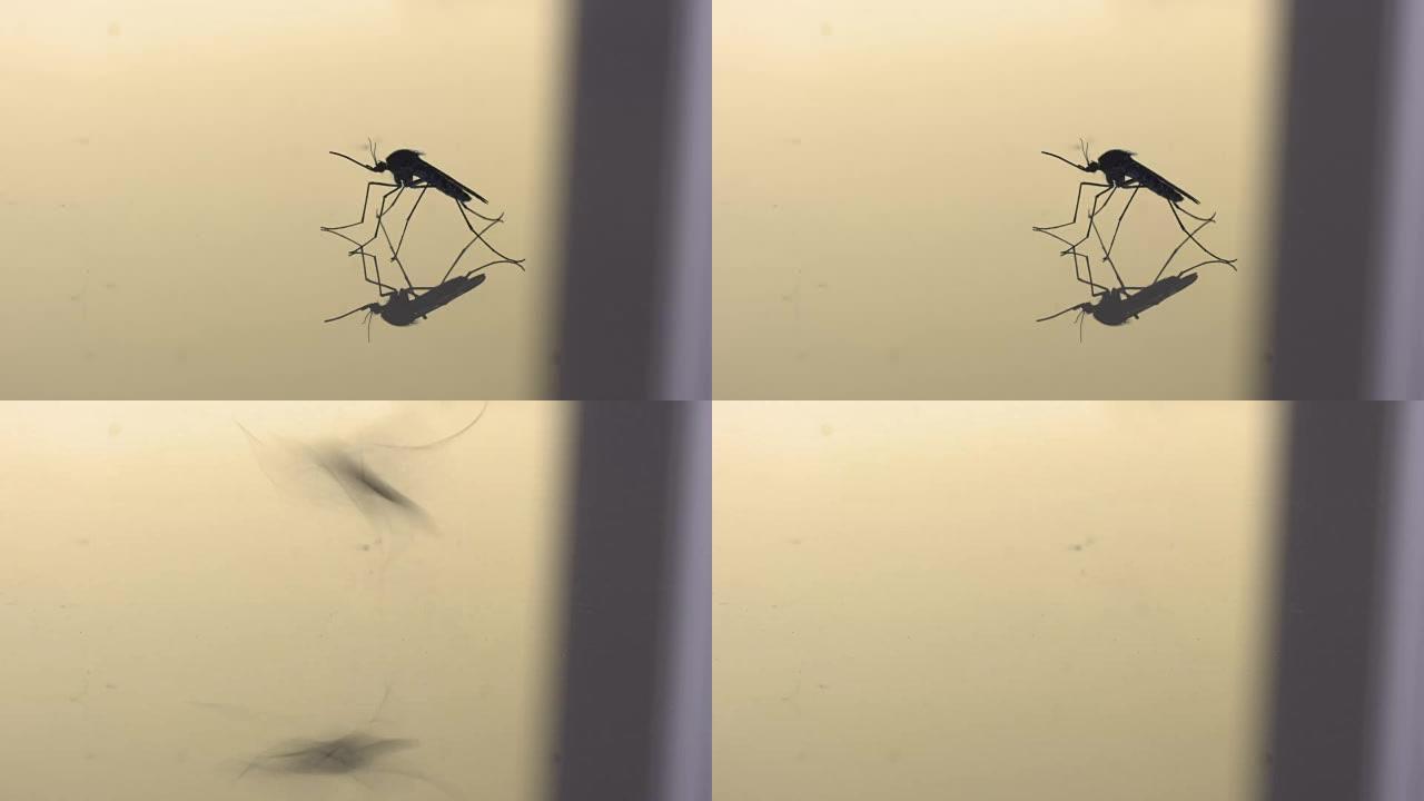 反射表面上蚊子的侧面轮廓