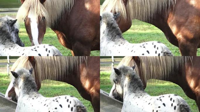 Horse drink water on the farm. Sunny morning