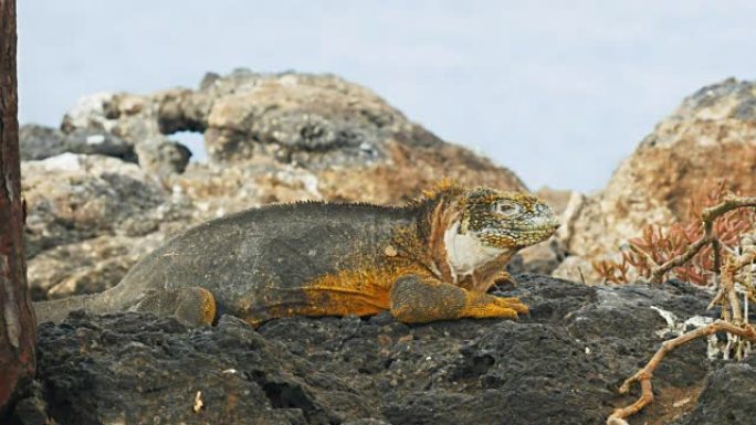 加拉帕戈斯群岛圣达菲岛上的一只大型鬣蜥的特写