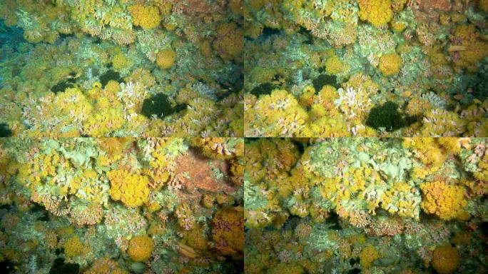 黄色软珊瑚