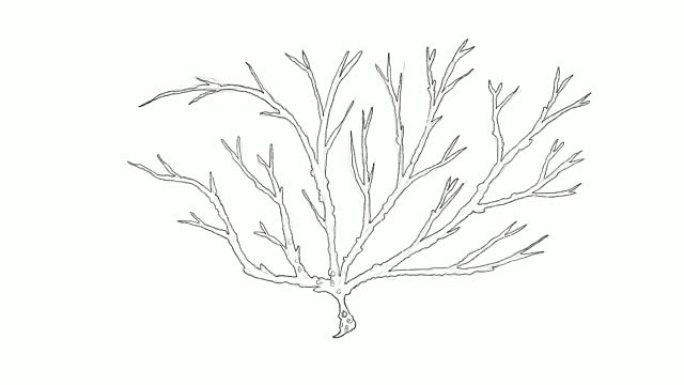 奥戈诺里海藻视频剪辑手绘草图