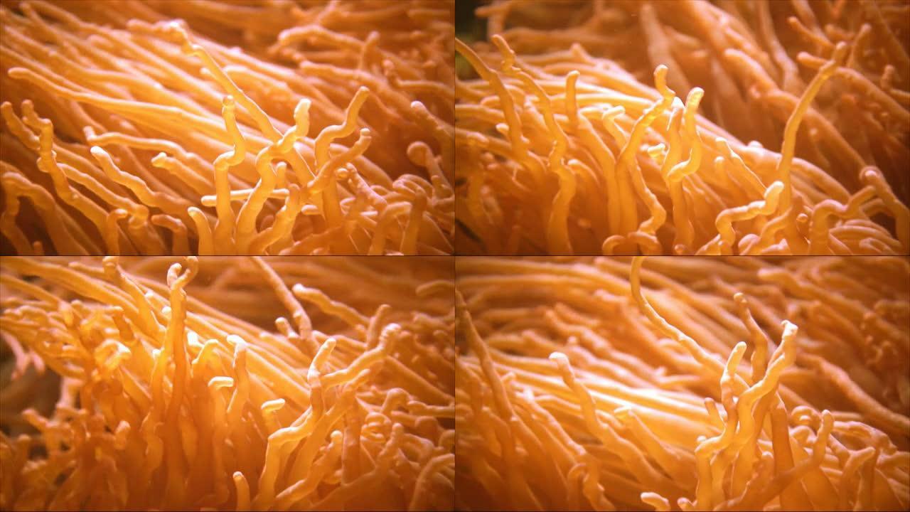 橙色海葵版本B-HD