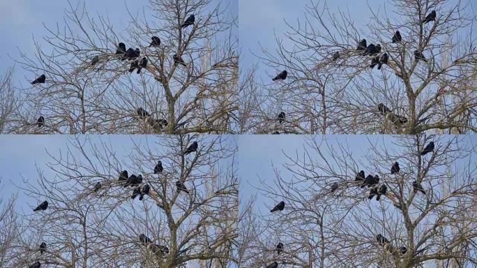 鸟类在户外老树的树枝上黑乌鸦。白色背景上的轮廓